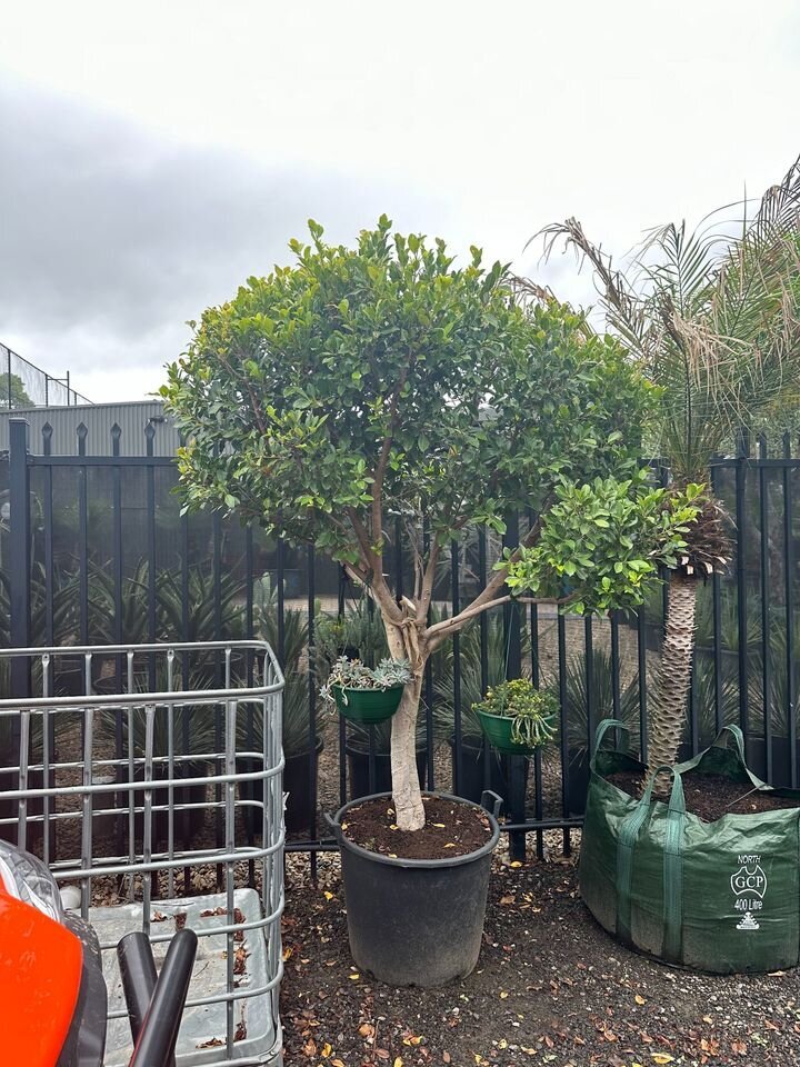 Ficus Hillii - Ficus Microcarpa hillii