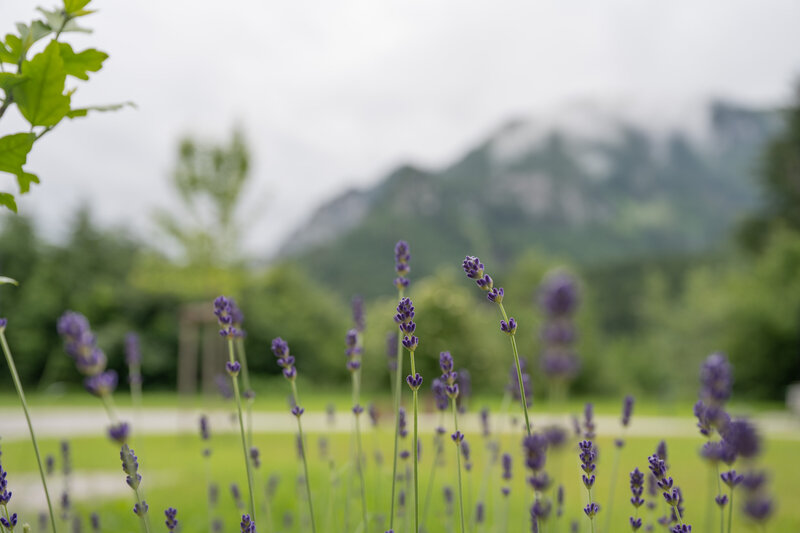 Beautiful lavender against the backdrop of the majestic Alps, providing a serene and picturesque setting for outdoor retreats and getaways at The Campus Alps.com.