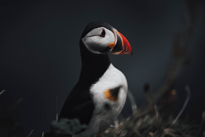 Puffins