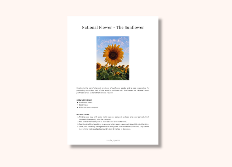 A sunflower with information about the sunflower