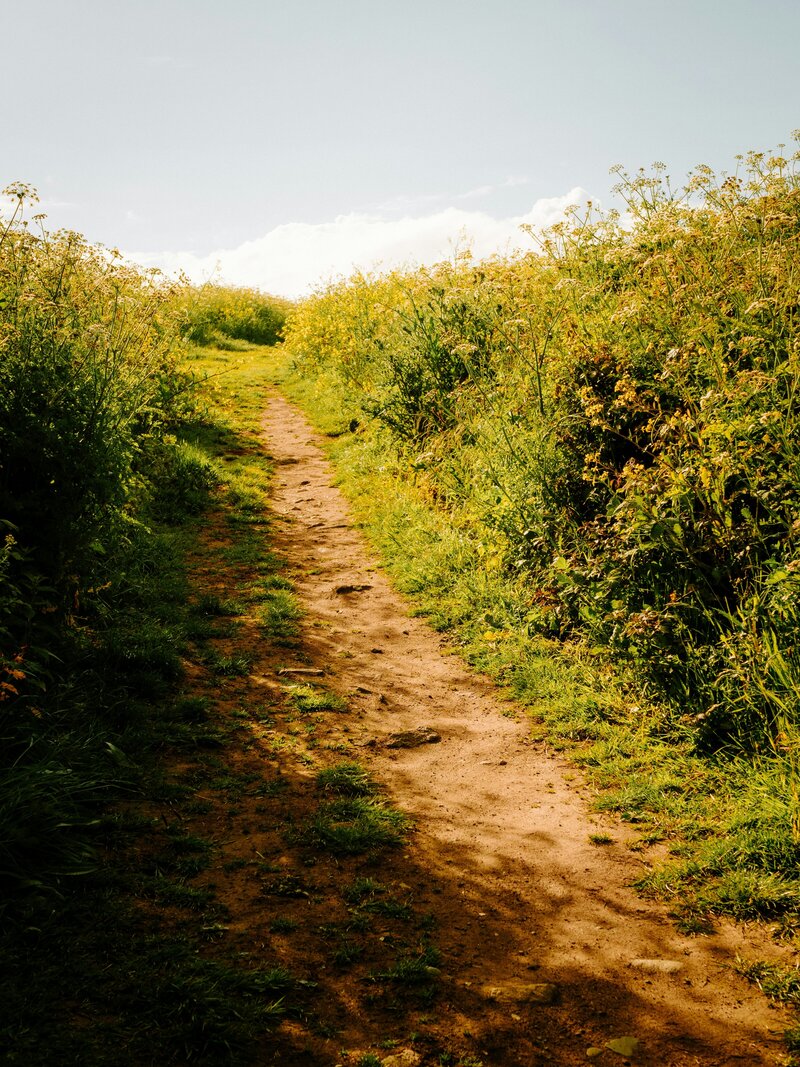 A dirt footpath through wildflowers