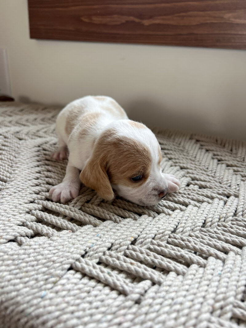 Pocket Beagle Puppies For Sale