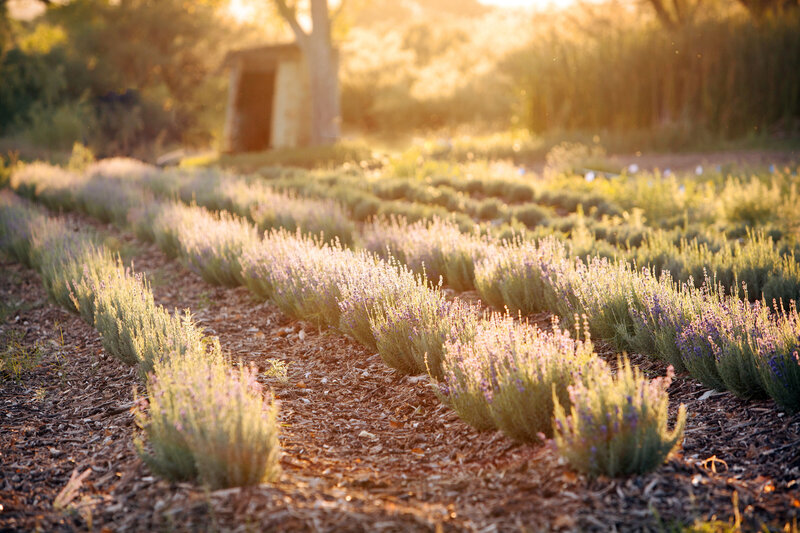 lavender inbloom afternoon light