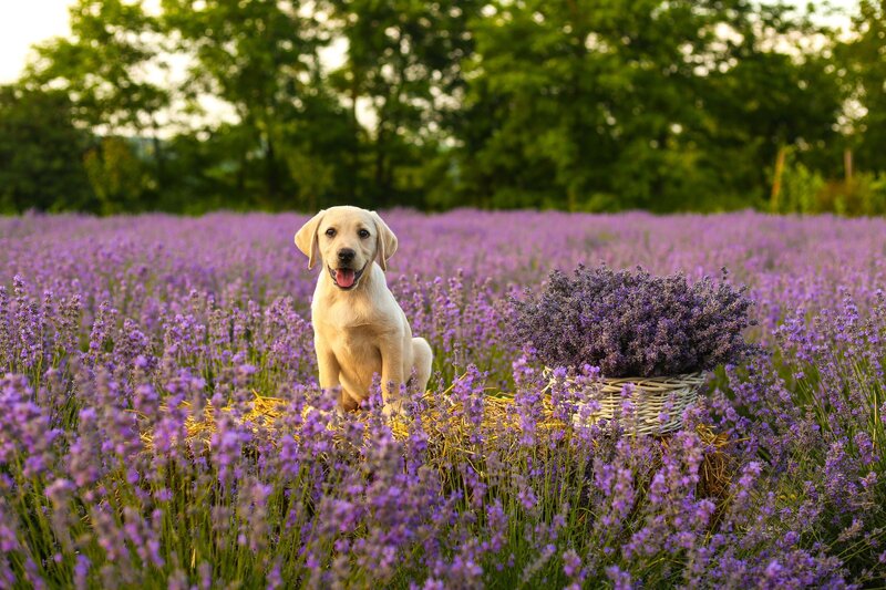 Labrador puppy sitting in lavender