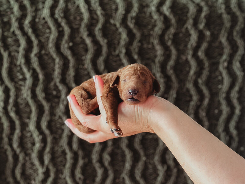 Dark Purple Collar Female Puppy