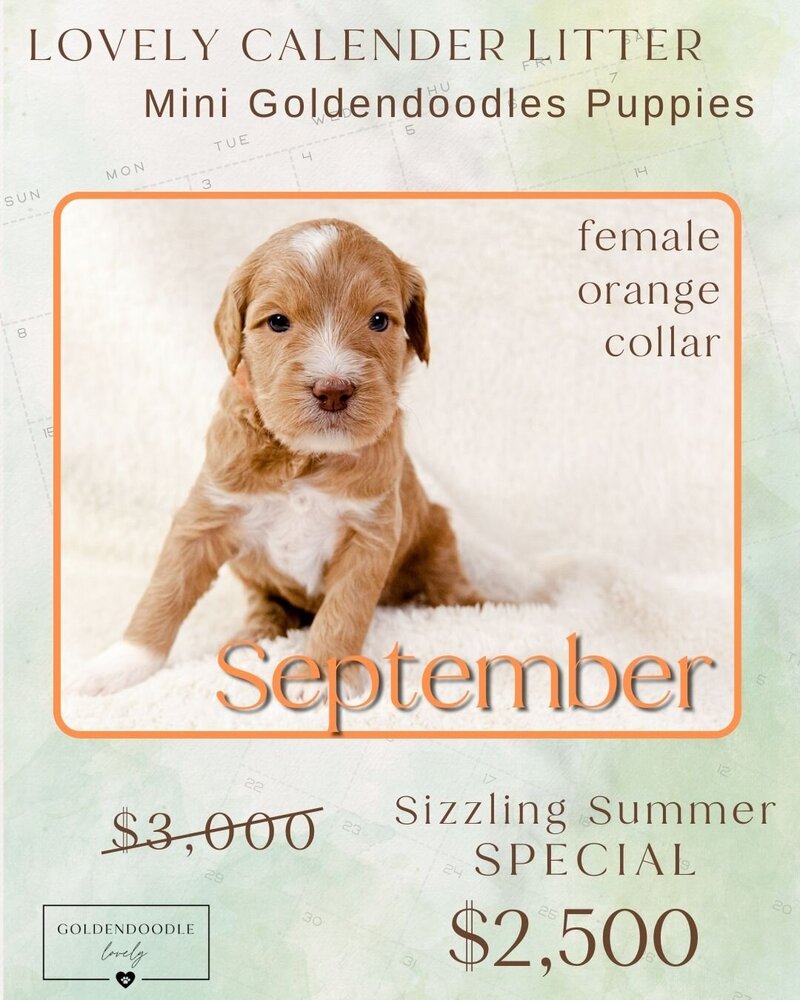 Calendar Orange Sept Female