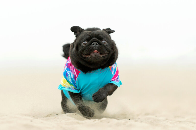 pug running in the sand