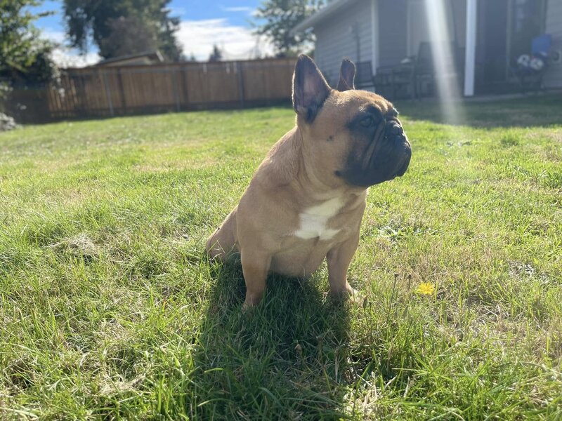 French bulldog sitting in the grass with the sunshine beaming down