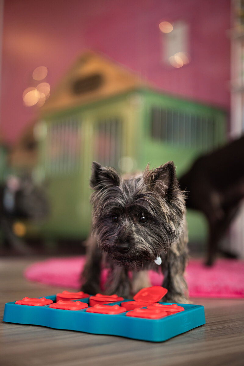 HillFamilyPetCare-172