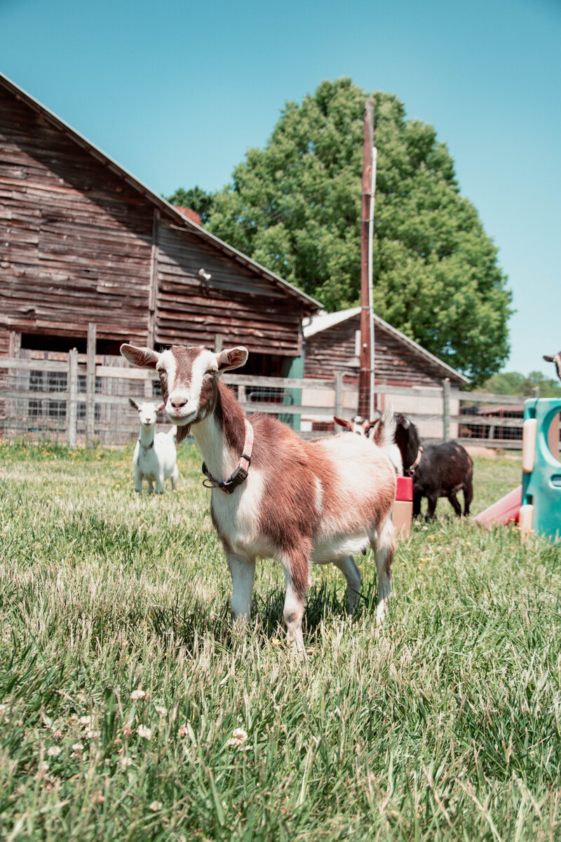 Allen Durham Family Farm (10)