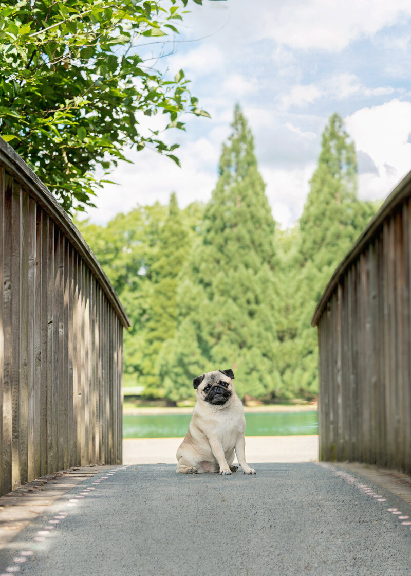 pug posing on bridge