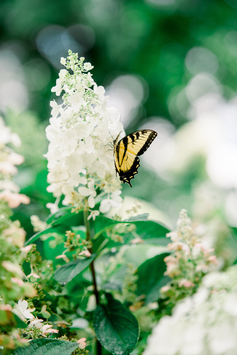 Tiffany Longeway Photography captures the delicate beauty of a butterfly resting on a flower at Cornerstone Sonoma in Sonoma, California. The vibrant gardens and natural elegance of the venue provide a serene and picturesque backdrop, ideal for couples seeking a wedding surrounded by nature’s beauty and tranquility.