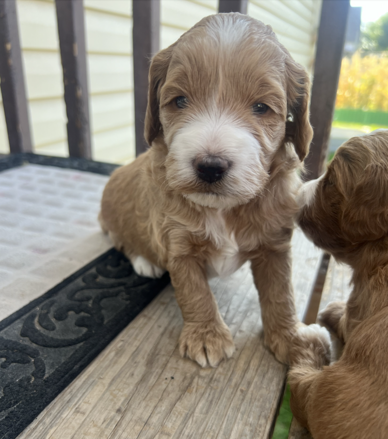 Screenshot 2024-09-13 at 7.36.51 AM