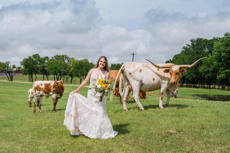 bridal photo with longhorns