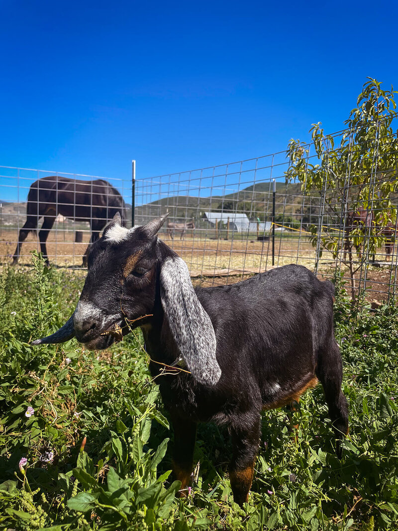 Equine Therapy Ranch in Utah