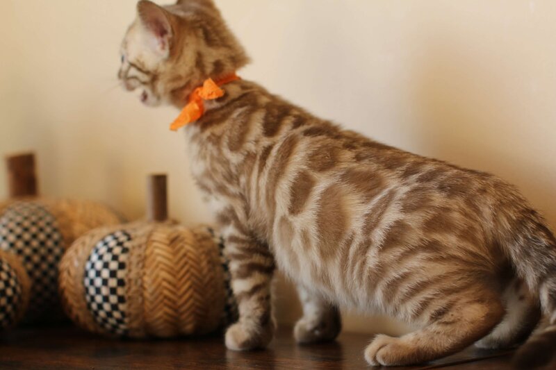 Sienna x Benny_Orange_2