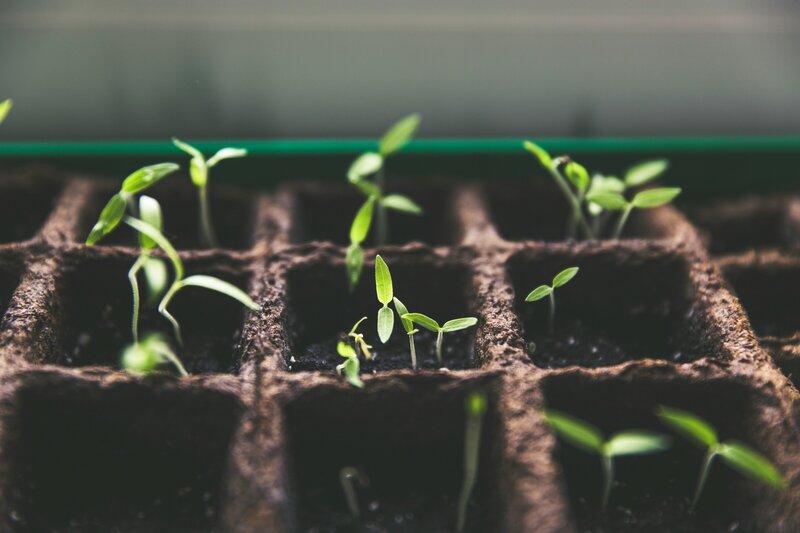 Grow your own food sustainably | Garden to Table Garden Designs 