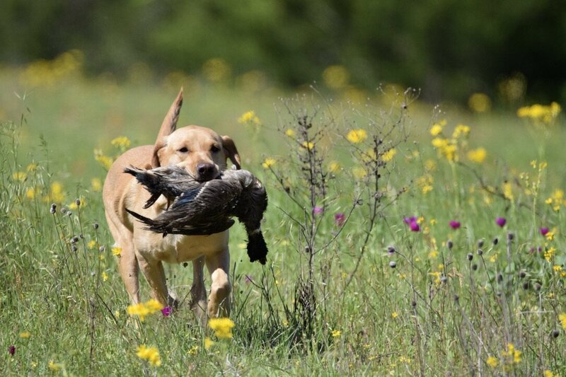 yellow lab with duck in mouth gun dog training running through field of flowers