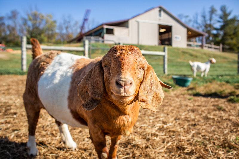 goat smiling at the camera in pasture