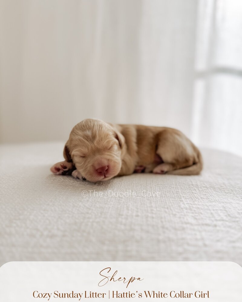 Cozy Sunday litter.zip - Pilsner (11)