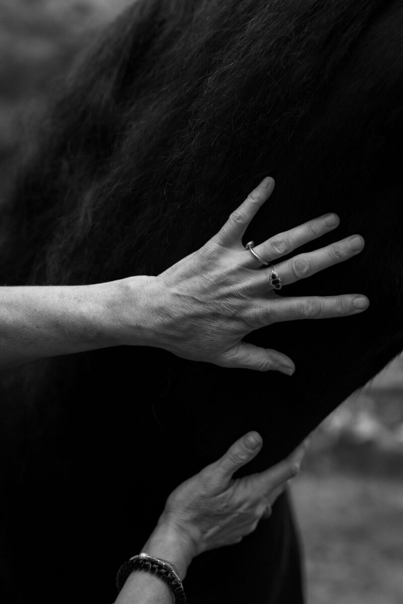 Zwart wit beeld met 2 handen op de nek van een paard.