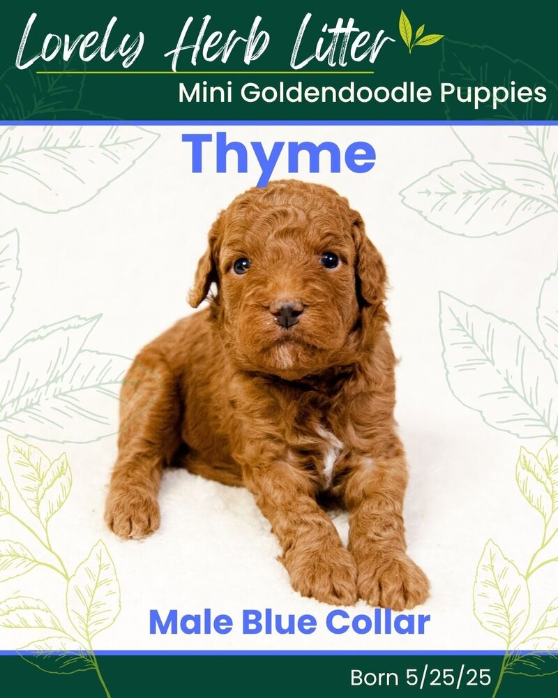 Herb - Blue Thyme Male
