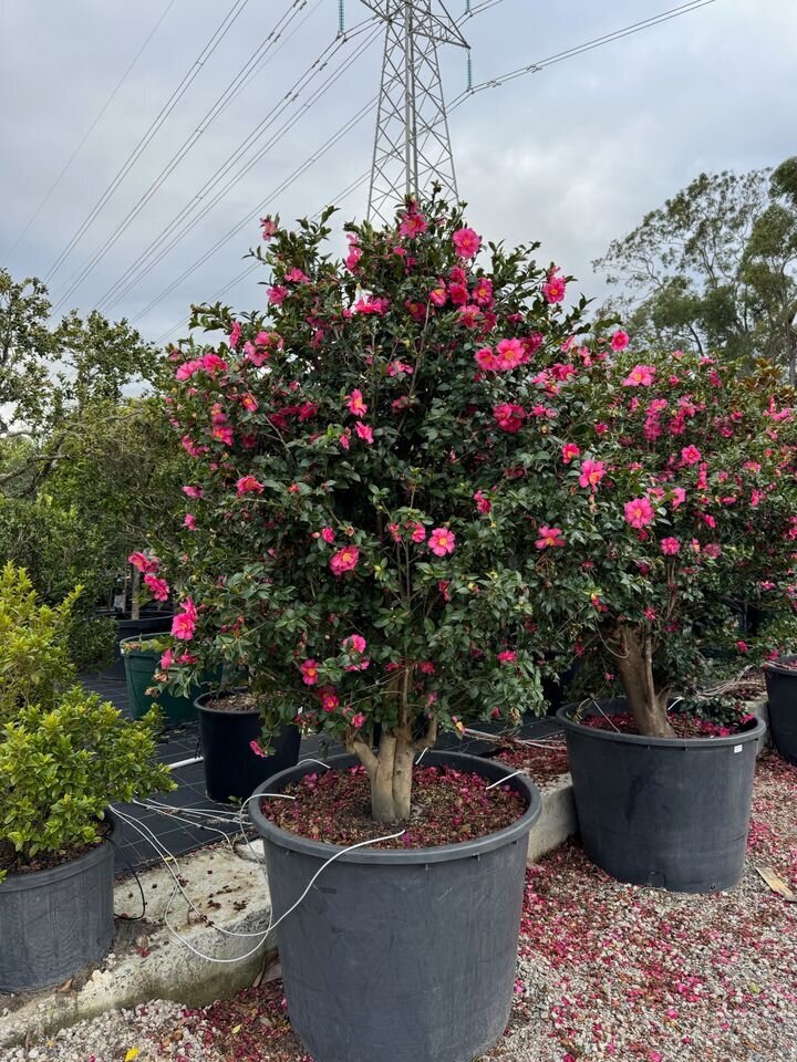 Camellia hiemalis - Camellia Hiyru - Mature Hedges & Screens Sydney