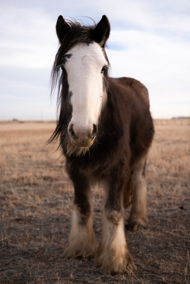 SD Tesla is a gypsy vanner from England