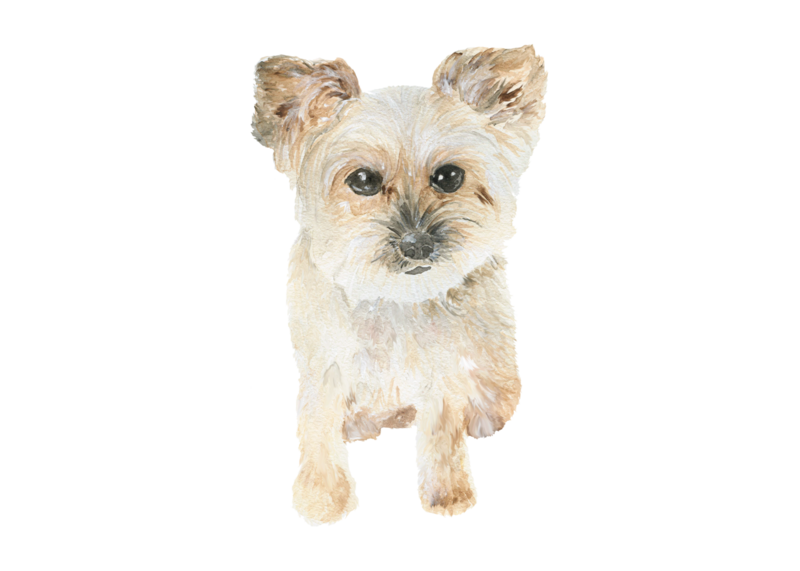 Yorkipoo-gift-idea-The-Welcoming-District