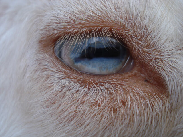 close up of a nigerian dwarf goat blue eye