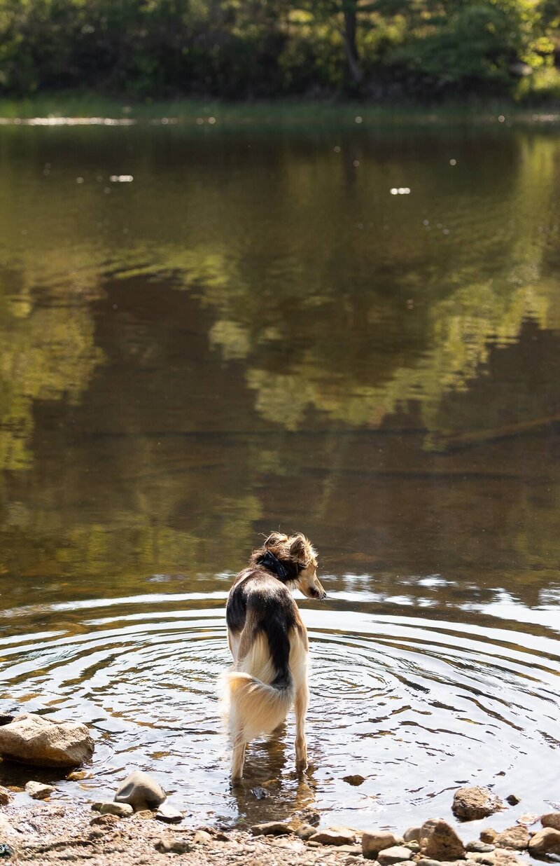 dog at the lake