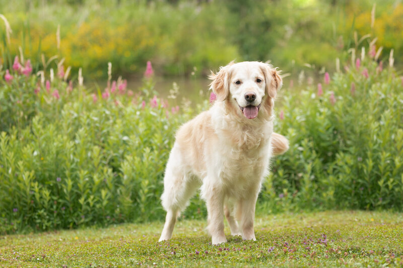 Golden retriever in front of lake