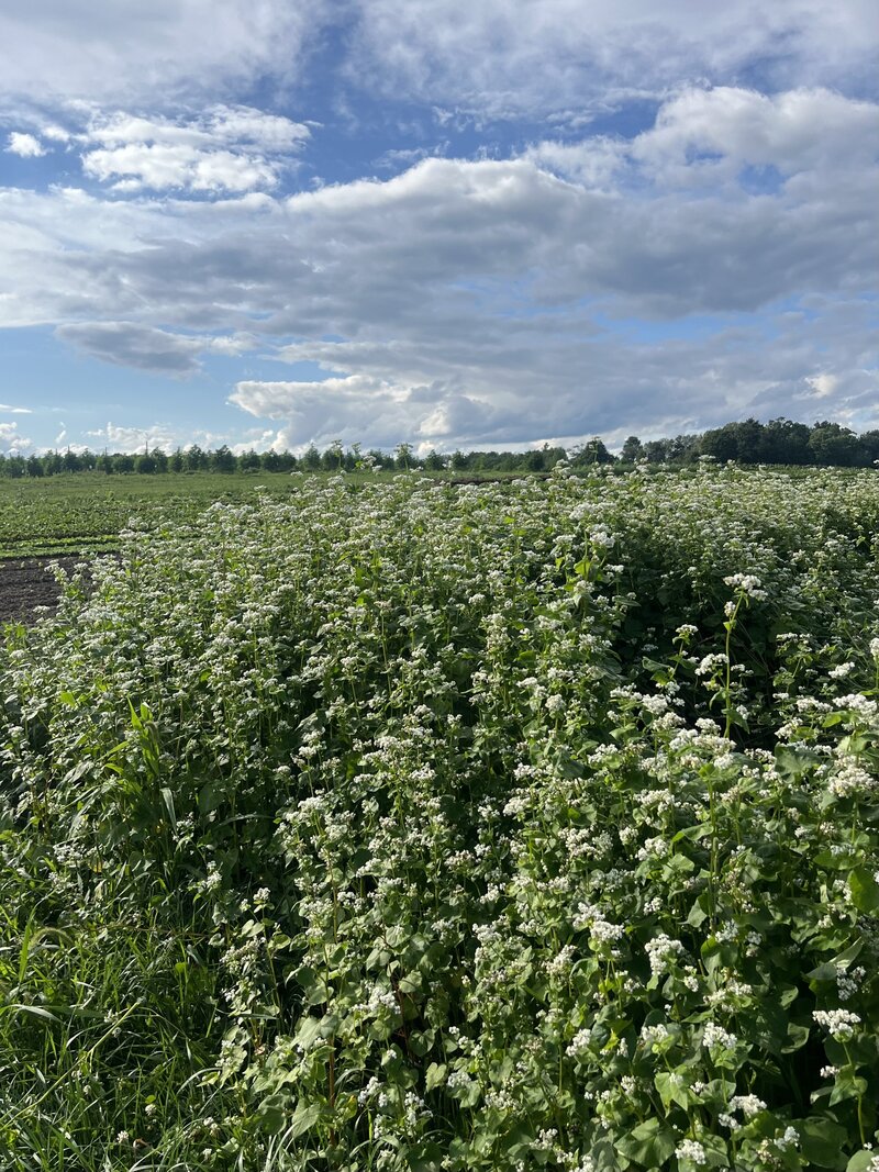 Field of buckwheat on a summer day