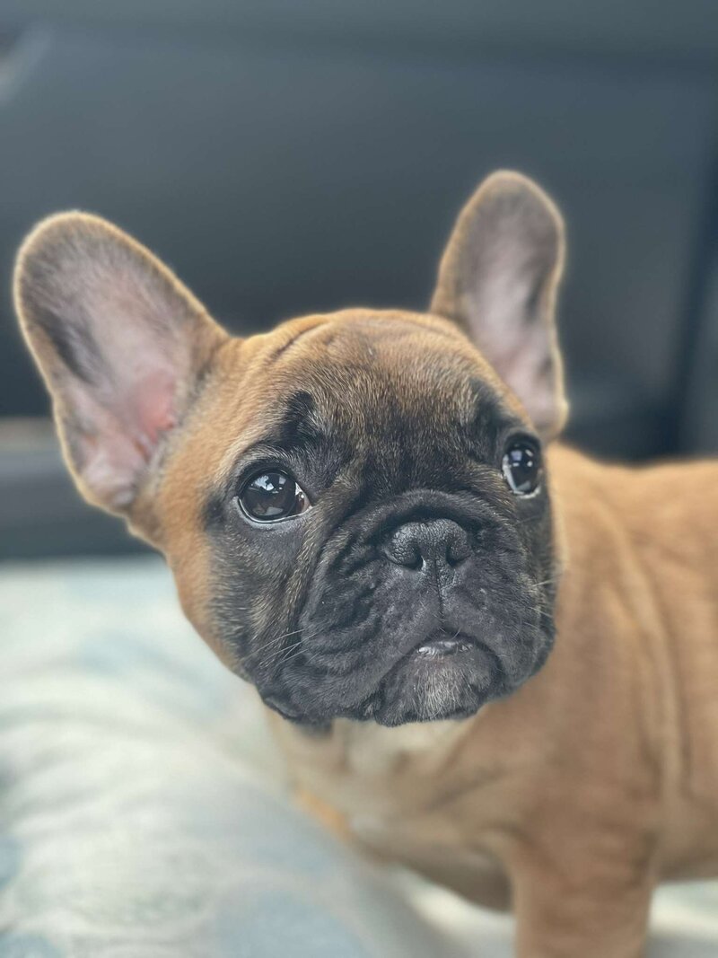 Cream colored french bulldog puppy with a pink bow