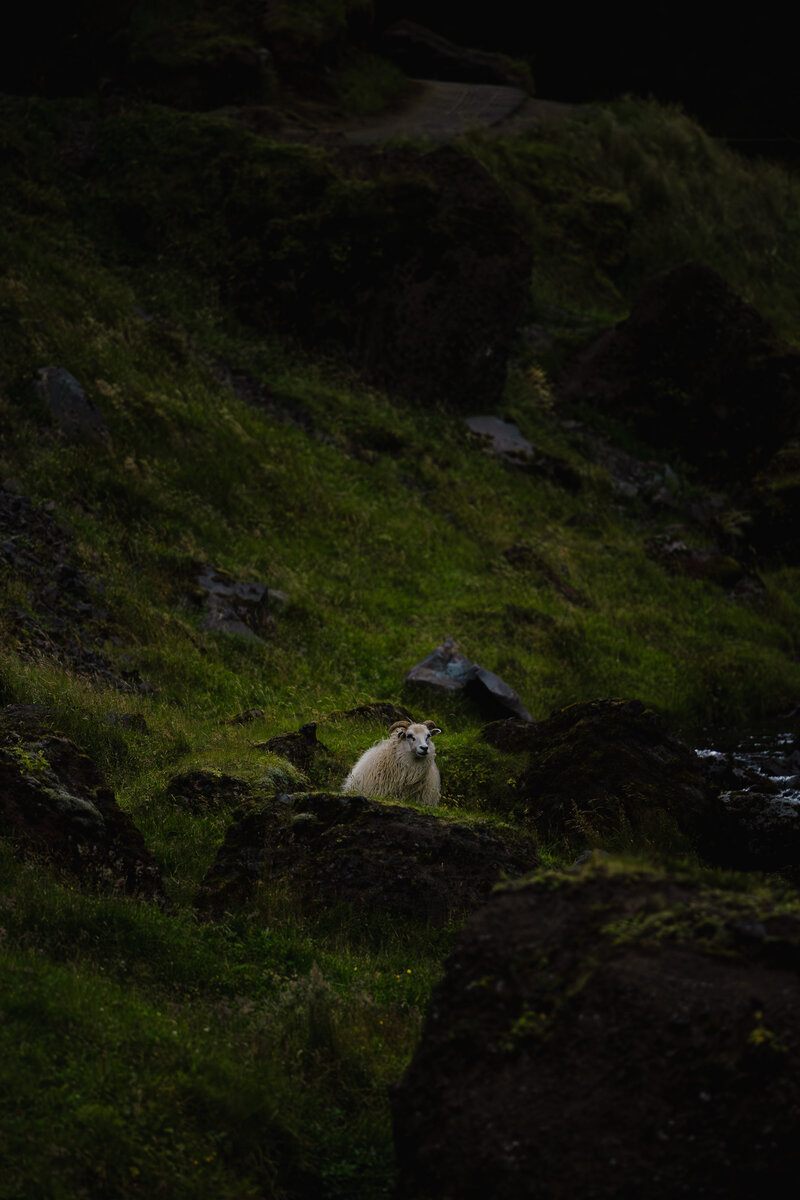 Iceland Elopements