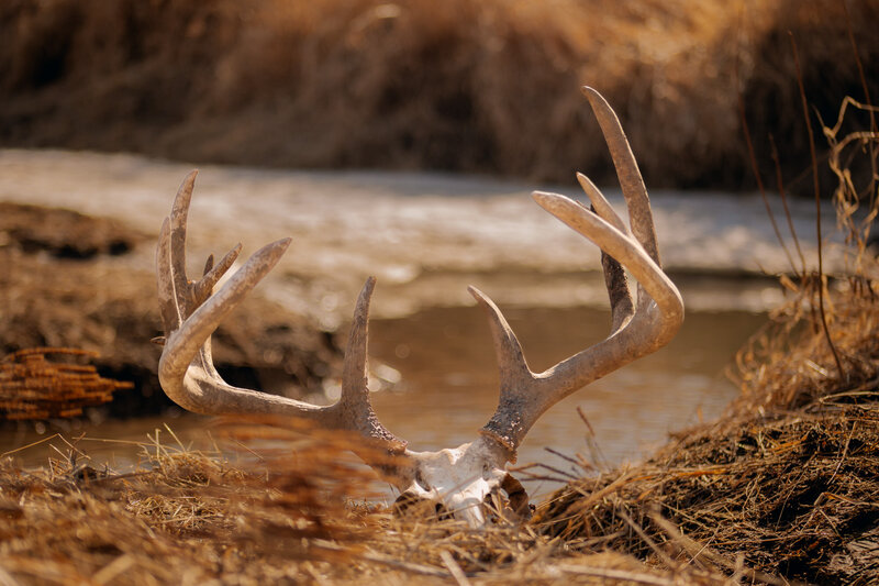 Thirteen point buck skull and rack with crick in the background 
