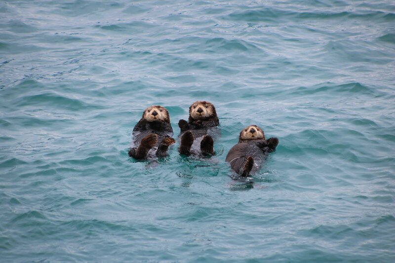 Three otters floating in the water in Alaska
