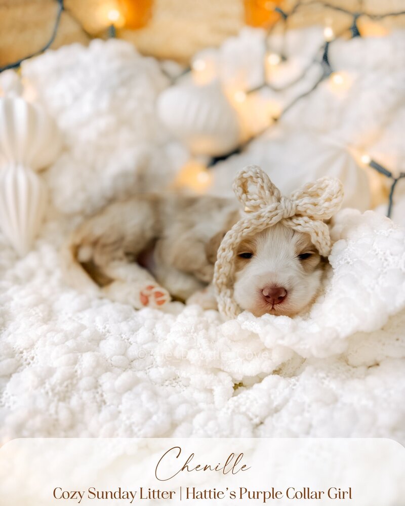 Cozy Sunday litter.zip - Pilsner (3)