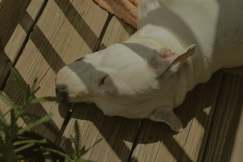 A dog is laying on a patio and just her head can be seen