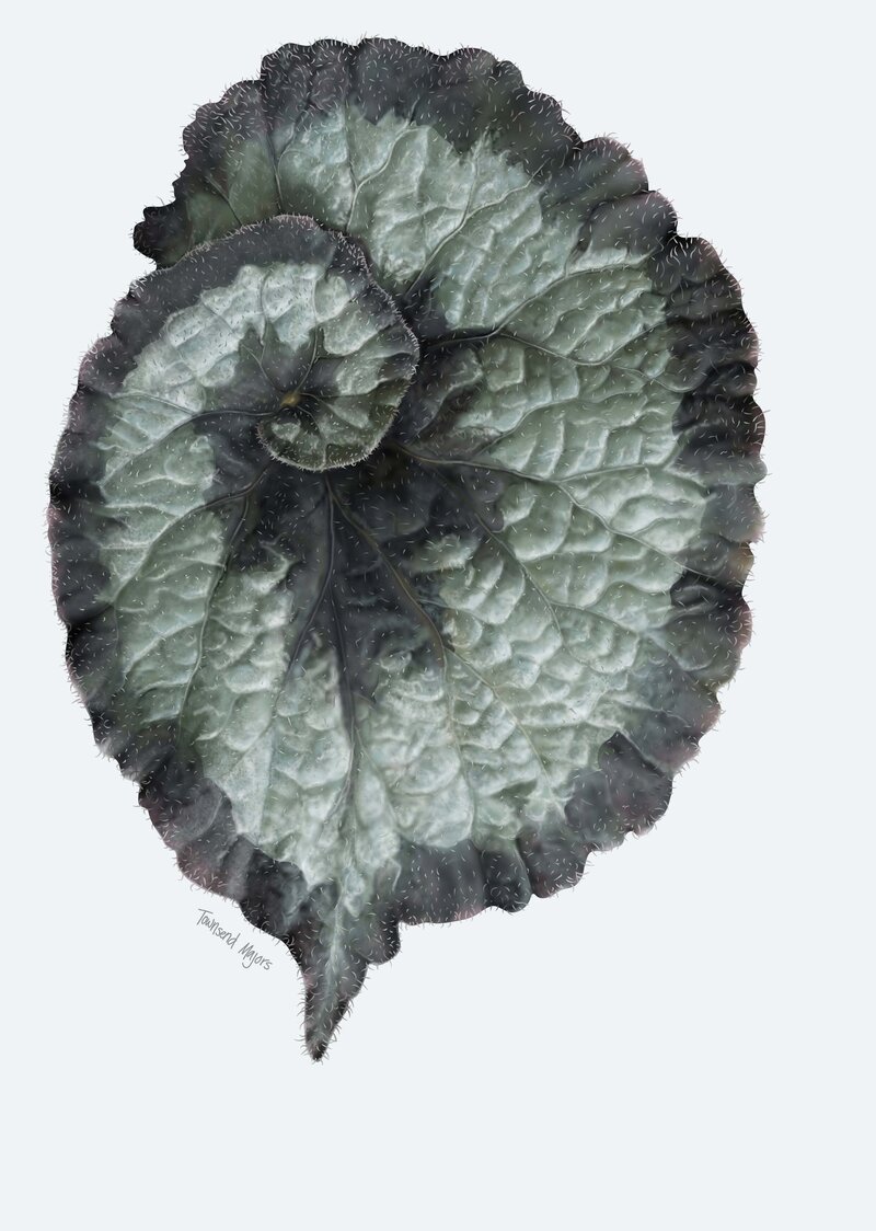 Townsend Majors illustration of an escargot begonia