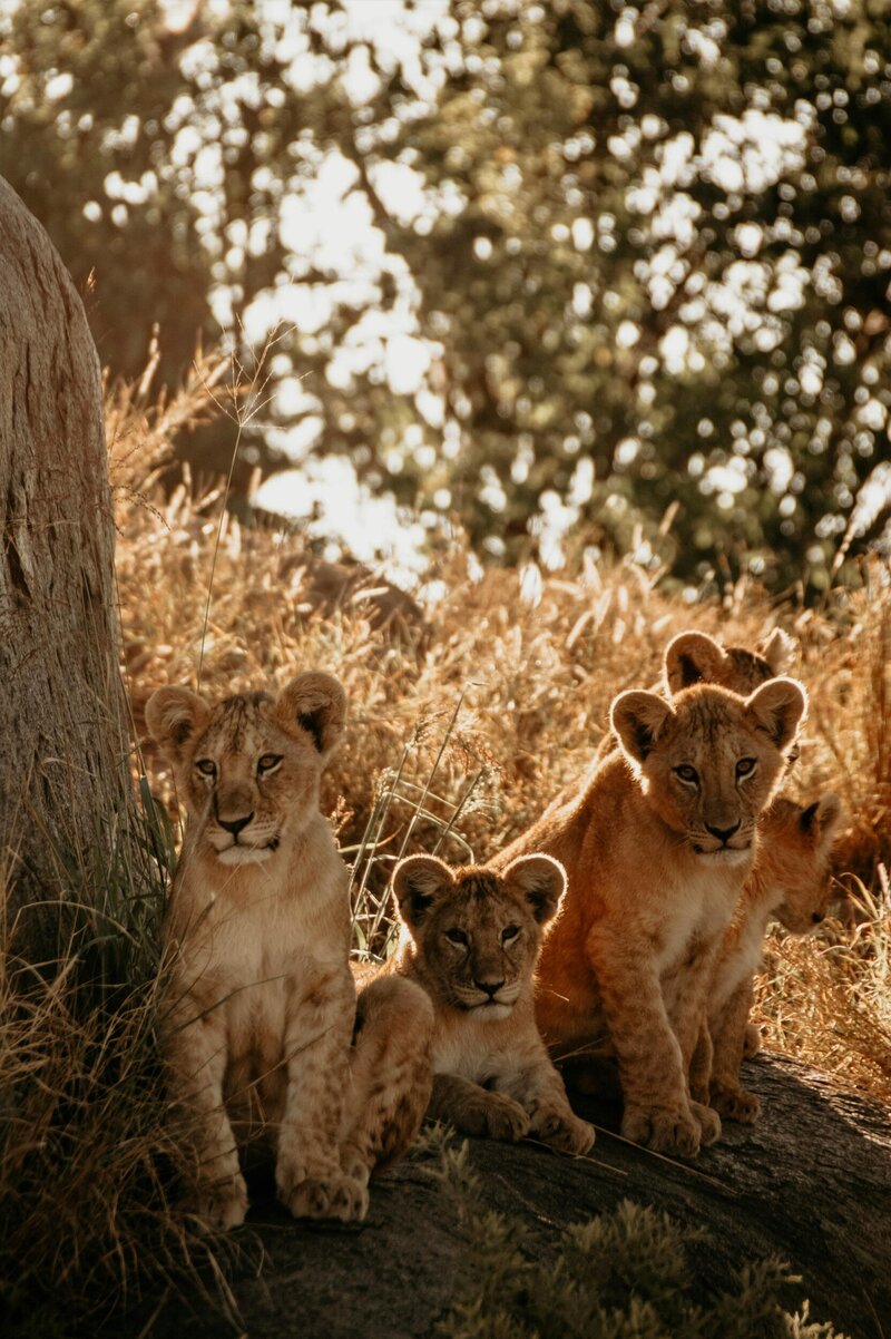Lion clubs spotted during a East Africa Safari vacation adventure