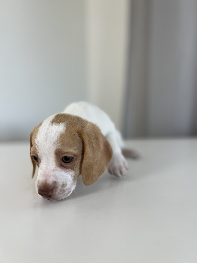 Pocket Beagle Puppies For Sale