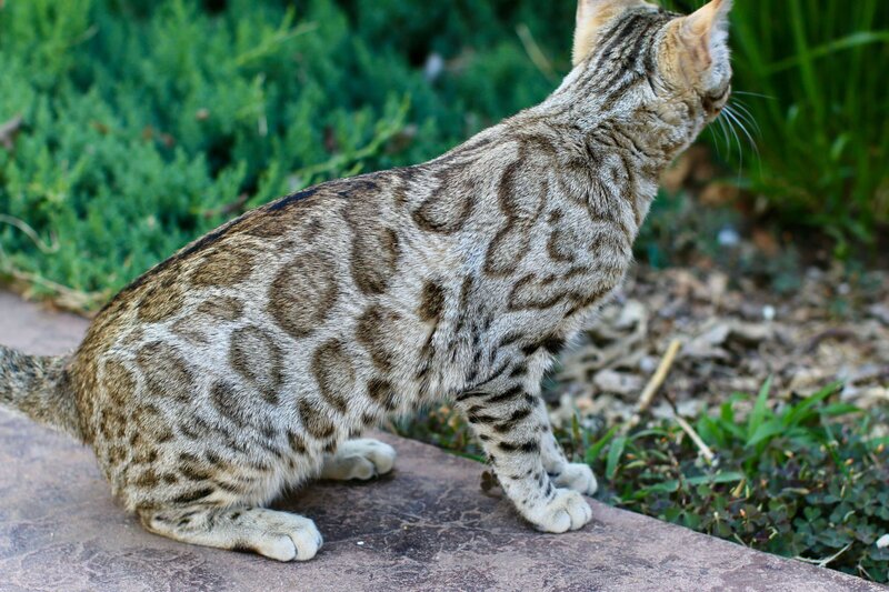 Amika_Jakswild Bengals_1