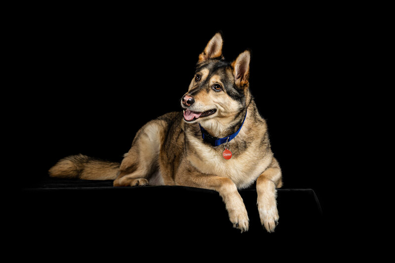 A German Shepard cross dog portrait photo with a black background 