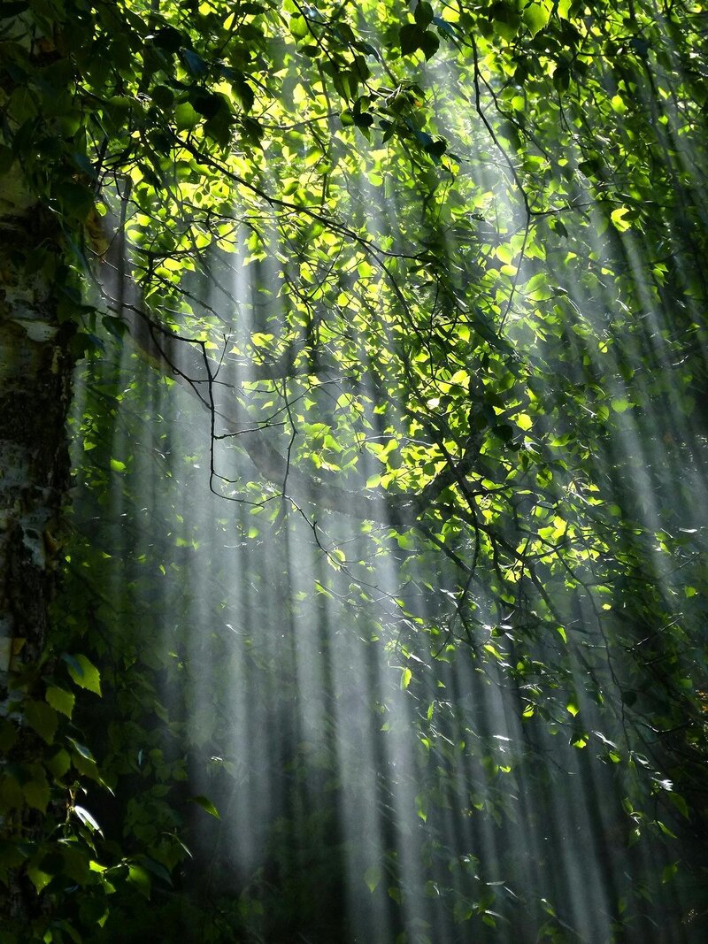 Sunlight streaming through green leaves in a forest, symbolizing growth, healing, and clarity