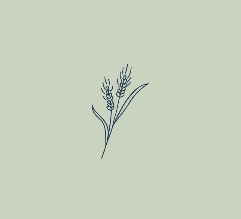 Illustration-Wheat-002