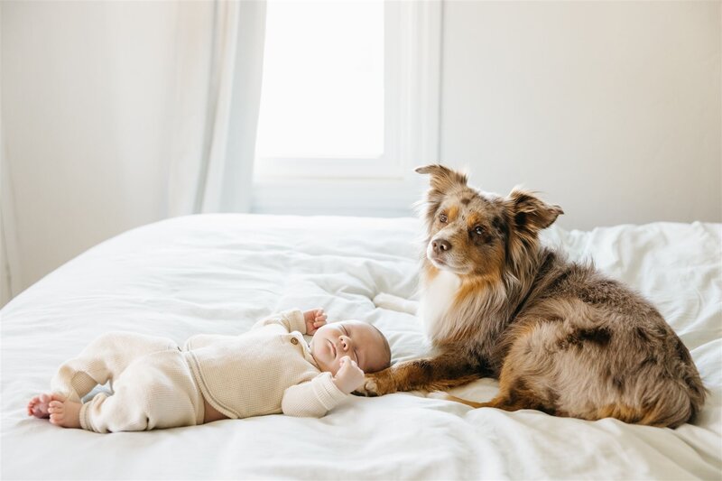 baby and dog laying on bed with sunlight streaming in from behind