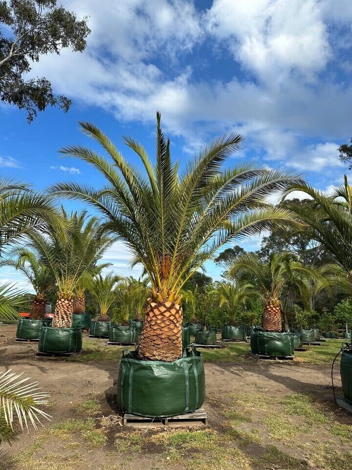 Phoenix canariensis Canary Island Date Palm Trees