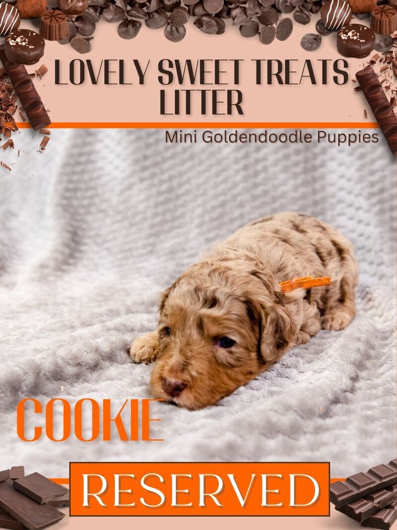 Sweet Treats - Orange Cookie Female