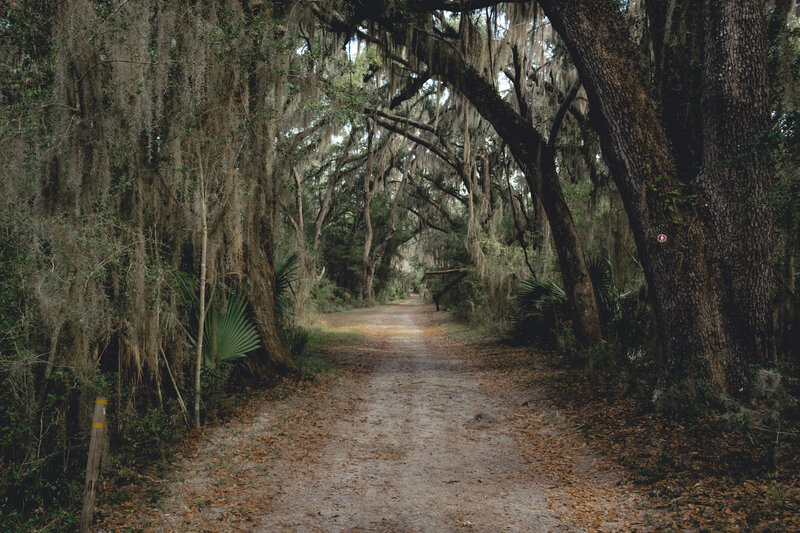 Spanish moss hanging from trees on St. Simons Island in Georgia